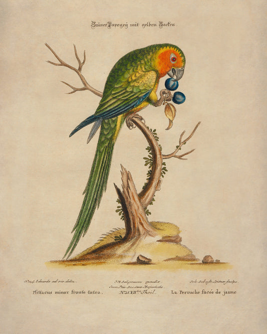 Green Parrot Print – antique art print from Ninska Designs