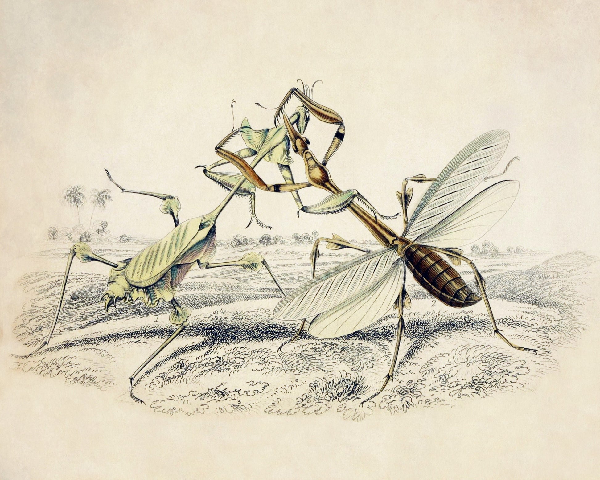 Mantis Print – antique art print from Ninska Designs