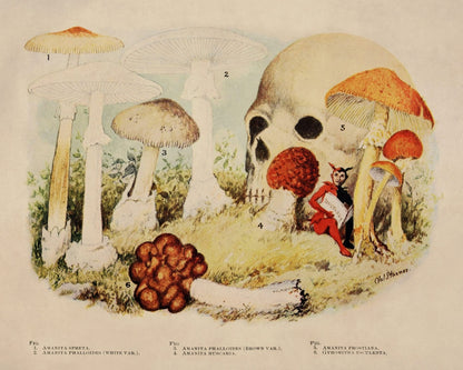 Poisonous Mushrooms Print – antique art print from Ninska Designs