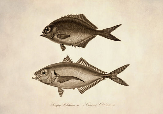 Scorpis Chilensis and Caranx Chilensis Print – antique art print from Ninska Designs
