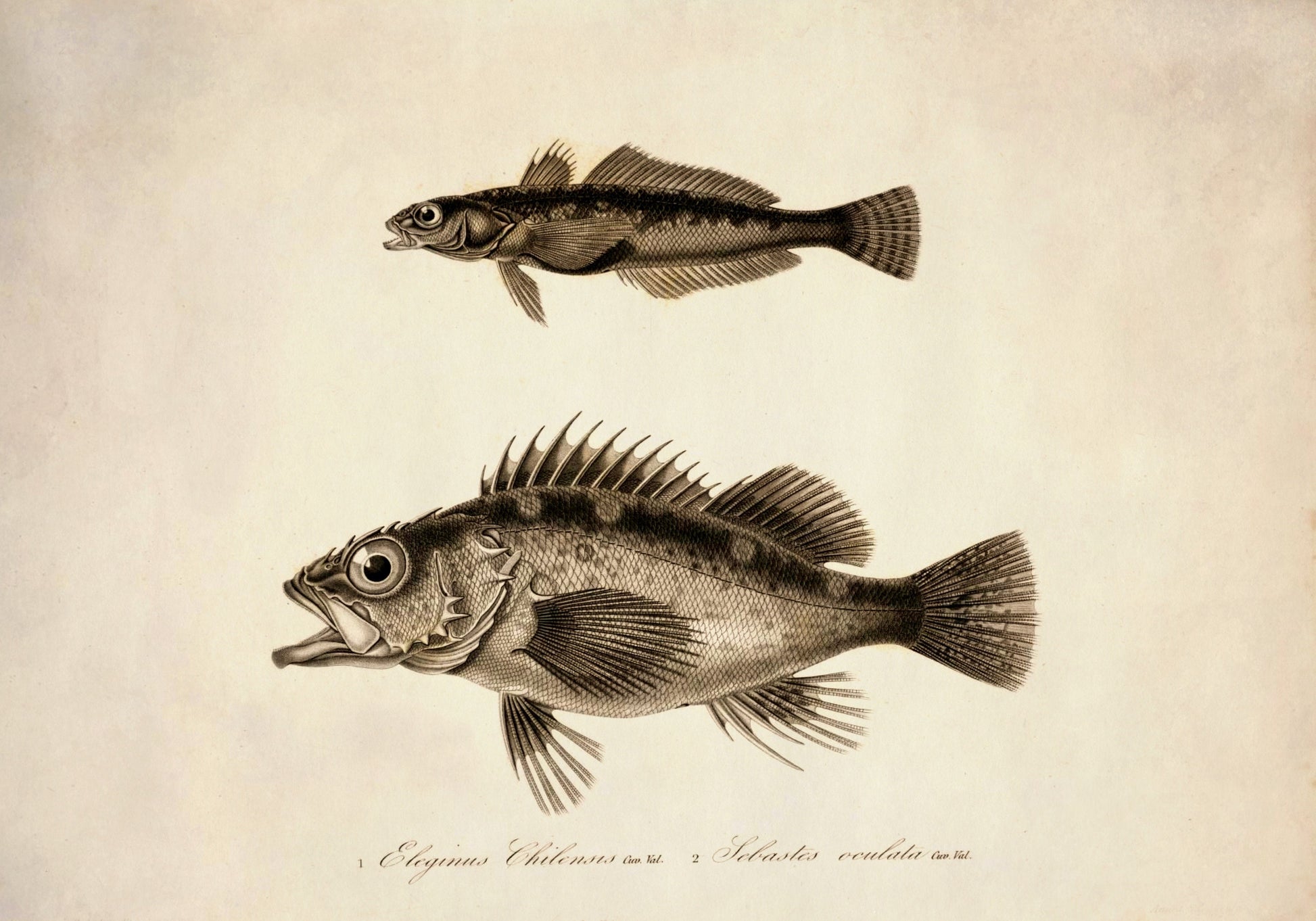 Eleginus Chilensis and Sebastes Oculata Print – antique art print from Ninska Designs