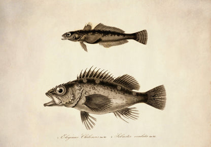 Eleginus Chilensis and Sebastes Oculata Print – antique art print from Ninska Designs