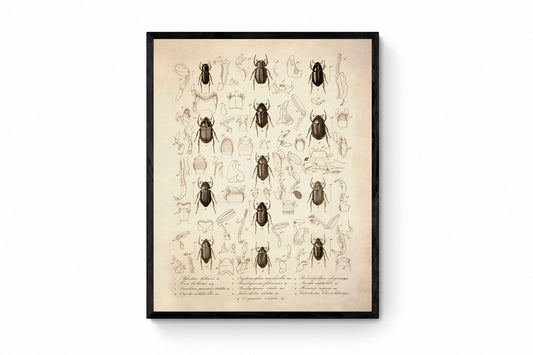 Beetles - Antique Reproduction