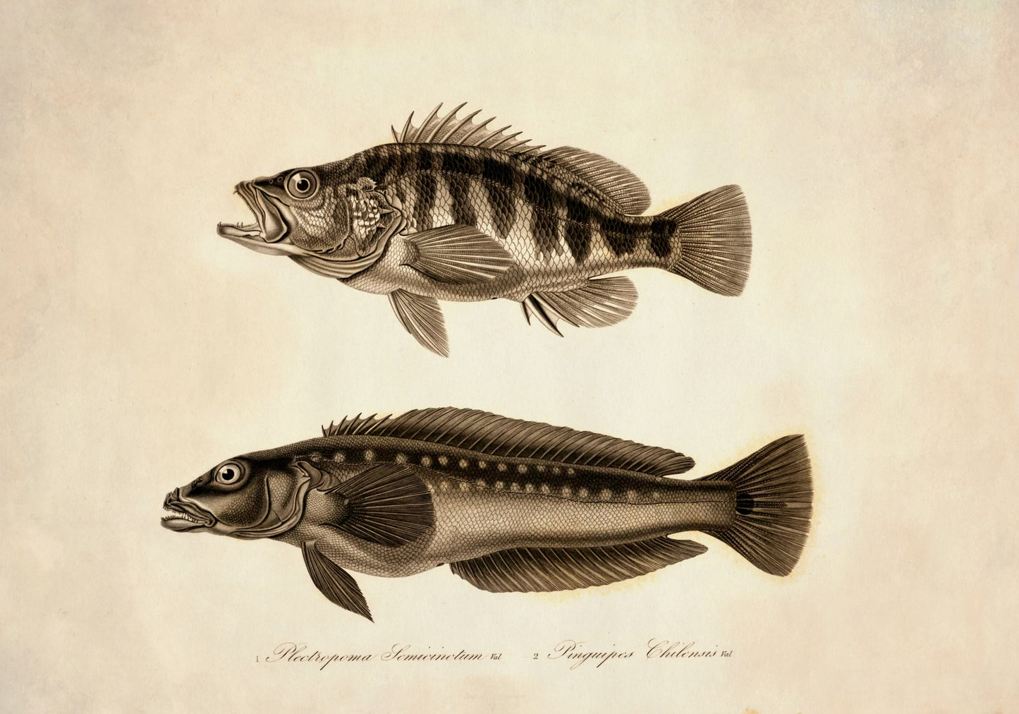 Plectropoma Semicinctum and Pinguipes Chilensis Print – antique art print from Ninska Designs