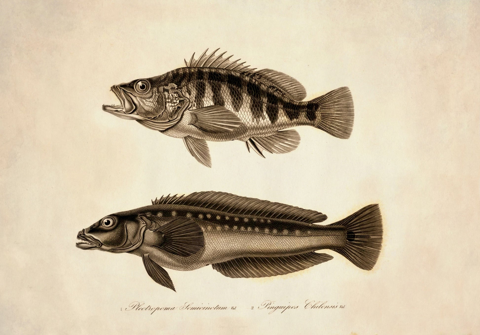 Plectropoma Semicinctum and Pinguipes Chilensis Print – antique art print from Ninska Designs