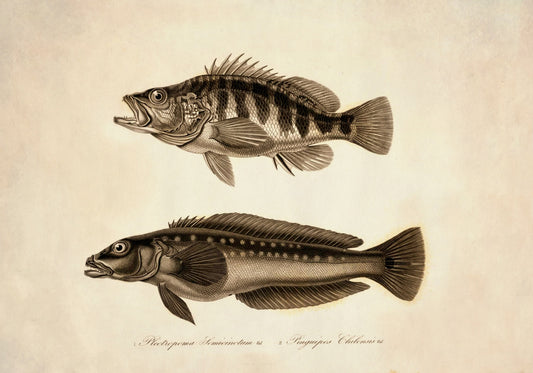 Plectropoma Semicinctum and Pinguipes Chilensis Print – antique art print from Ninska Designs
