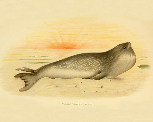 Ross Seal  (Ommatophoca Rossi) Print – antique art print from Ninska Designs