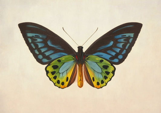 Ornithoptera Urvilliana Print – antique art print from Ninska Designs