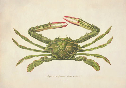 Lupa Pelagica Green Crab Print – antique art print from Ninska Designs