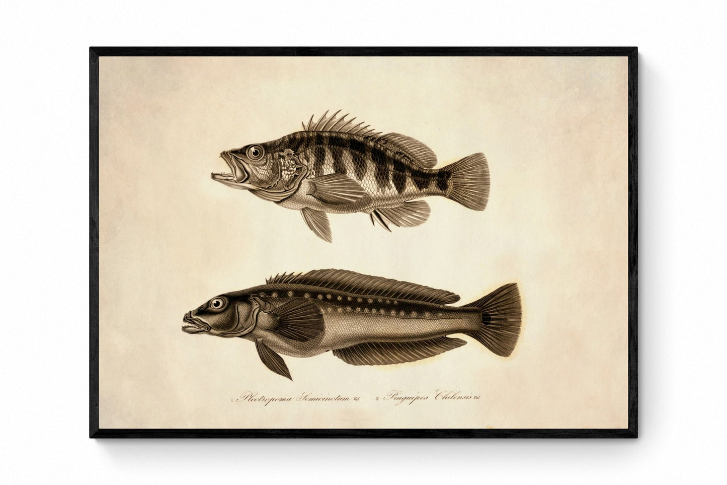 Plectropoma Semicinctum and Pinguipes Chilensis Print - Antique Reproduction - Marine Wildlife - Fish Wall Art - Available Framed