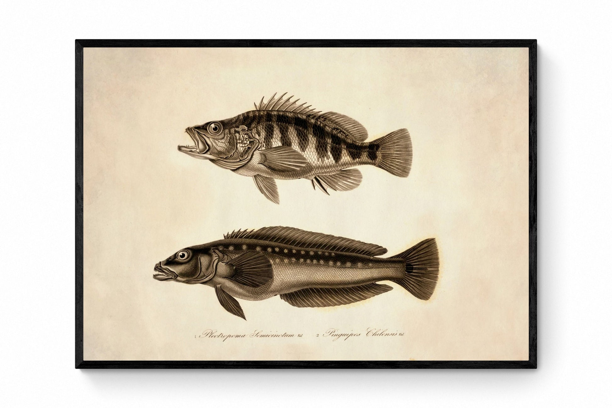 Plectropoma Semicinctum and Pinguipes Chilensis Print - Antique Reproduction - Marine Wildlife - Fish Wall Art - Available Framed
