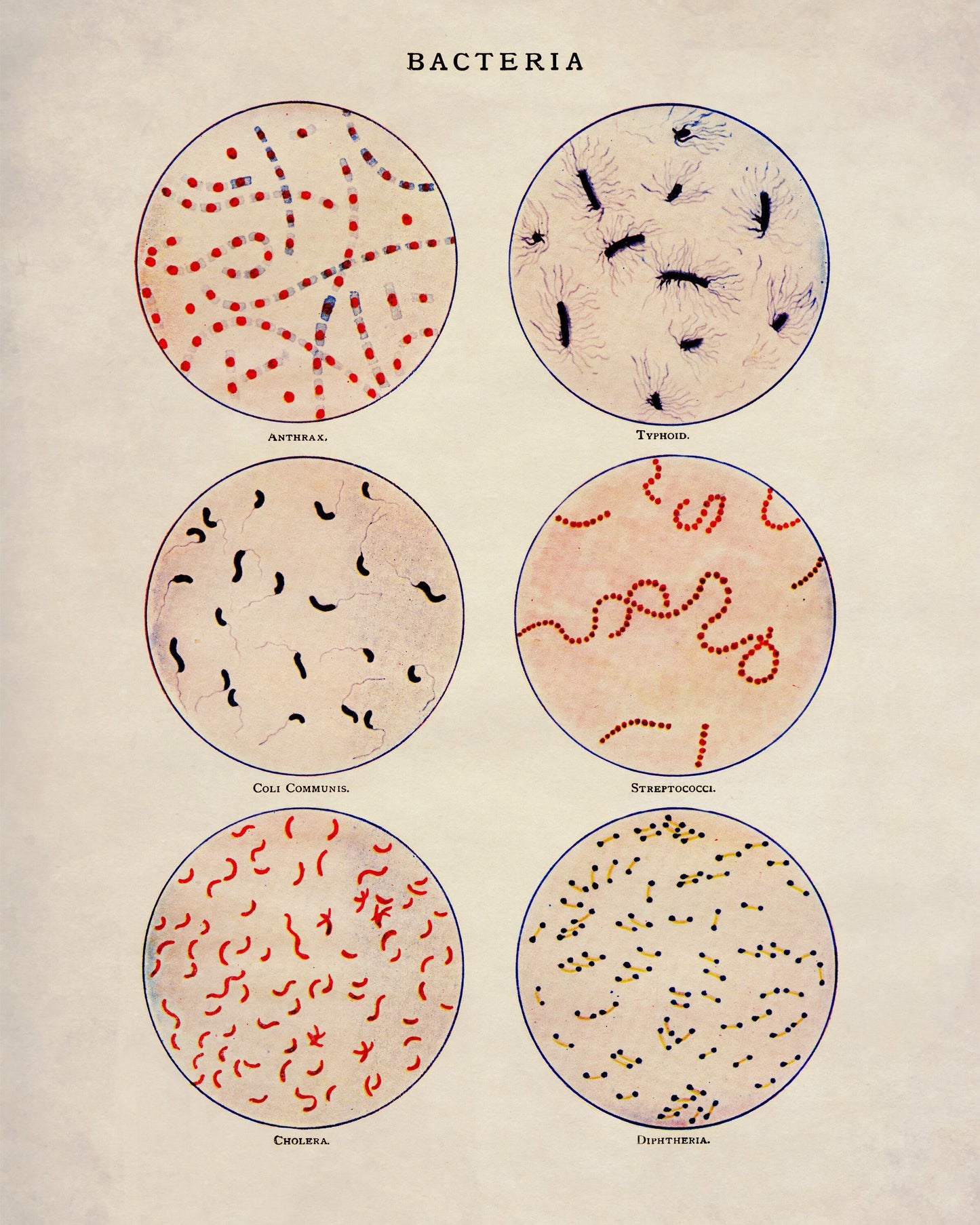 Bacteria – antique art print from Ninska Designs