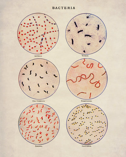 Bacteria – antique art print from Ninska Designs