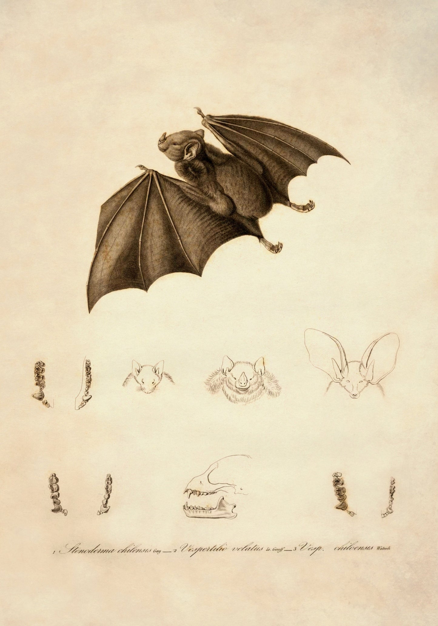 Red Fruit Bat Stenoderma Chilensis Print – antique art print from Ninska Designs