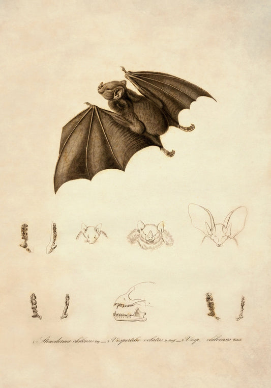 Red Fruit Bat Stenoderma Chilensis Print – antique art print from Ninska Designs