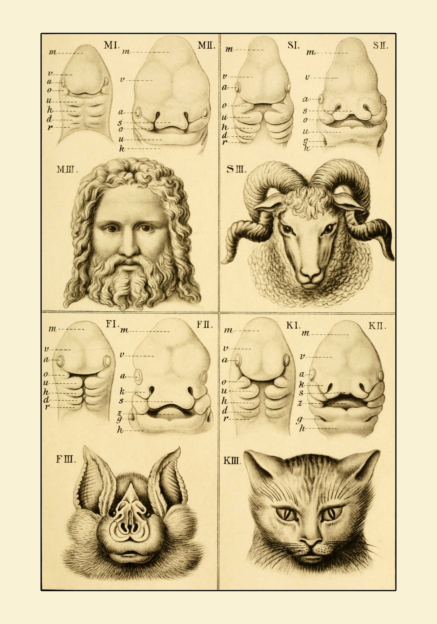 Embryonic Development of the Face (Man Bat Cat Sheep) Print – antique art print from Ninska Designs