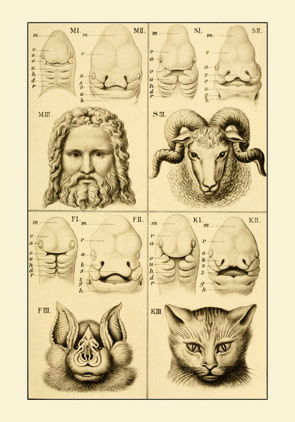 Embryonic Development of the Face (Man Bat Cat Sheep) Print – antique art print from Ninska Designs