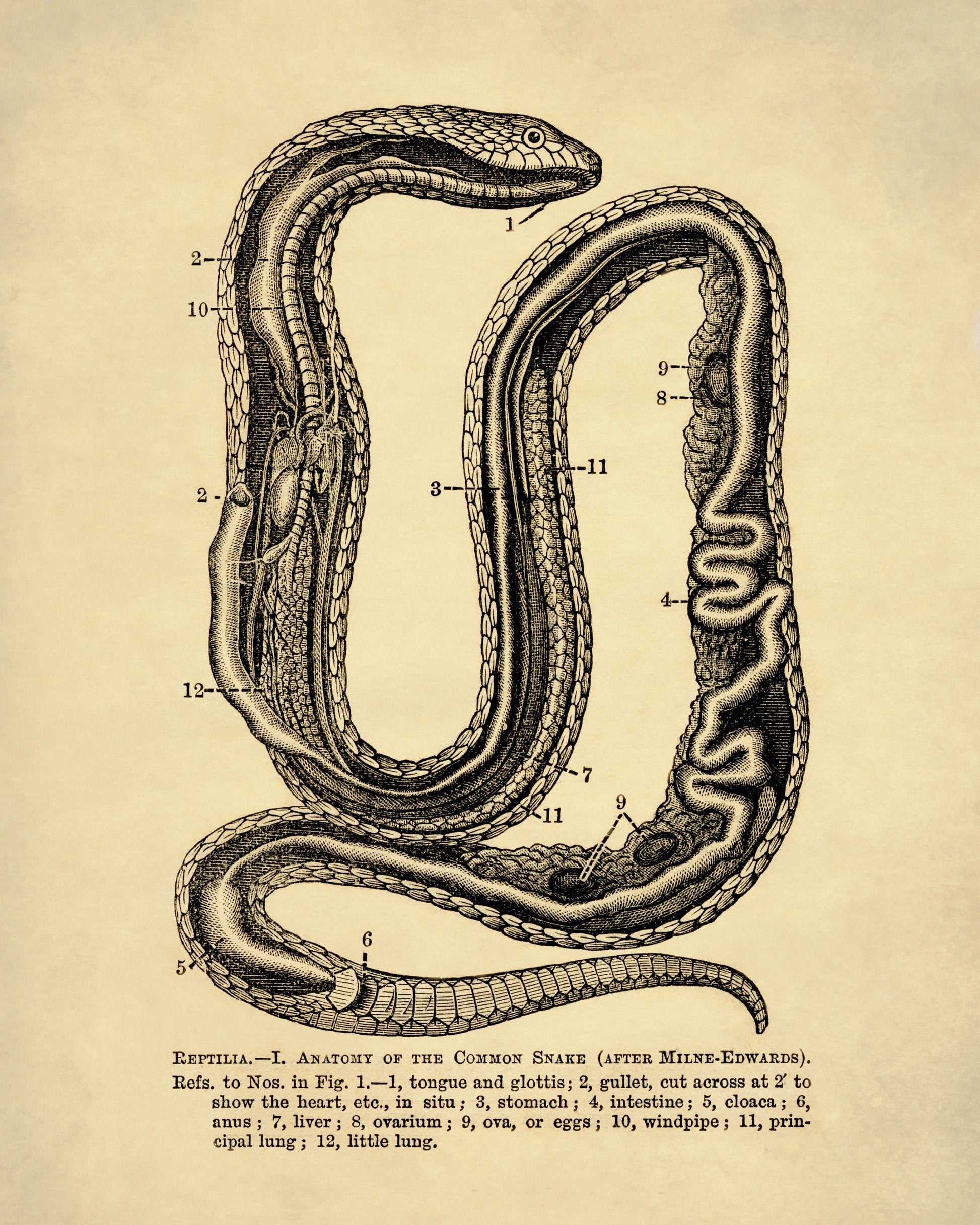 Snake Anatomy – antique art print from Ninska Designs