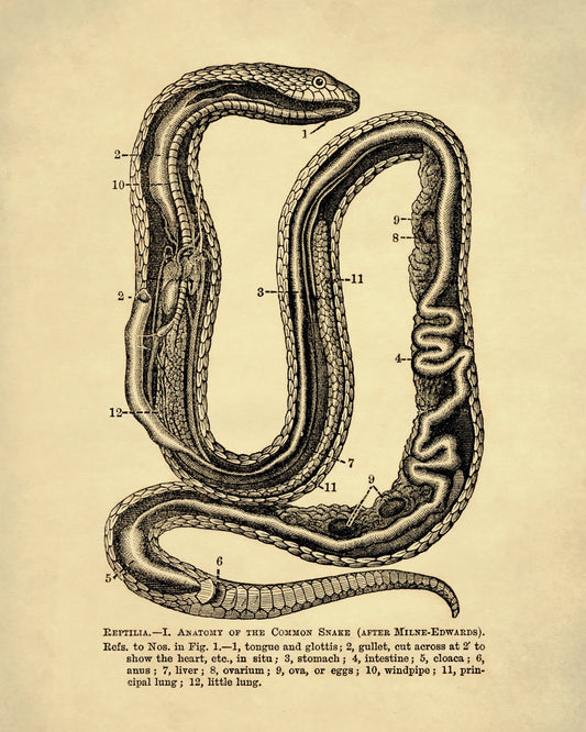 Snake Anatomy – antique art print from Ninska Designs