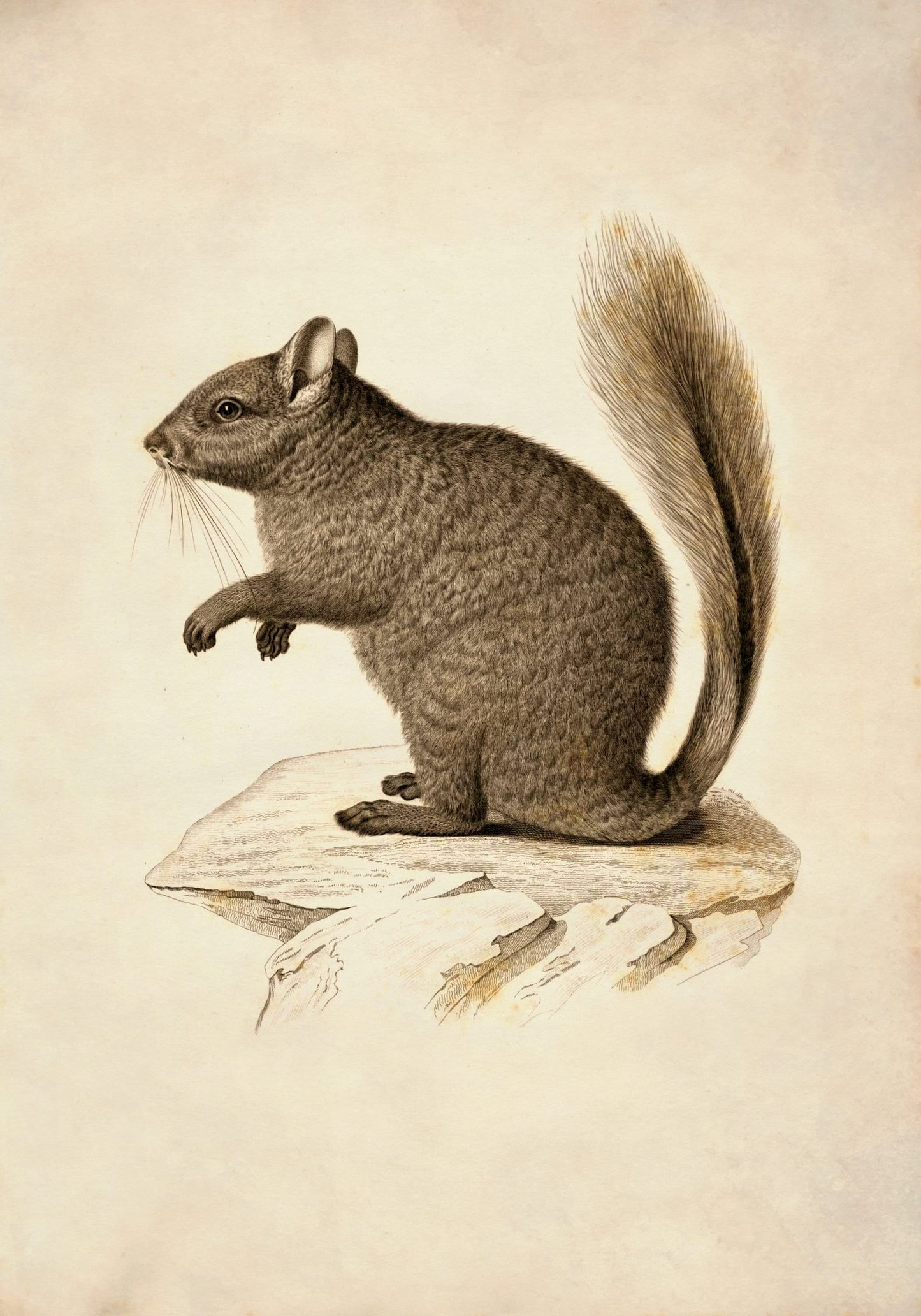 Viscacha Print – antique art print from Ninska Designs