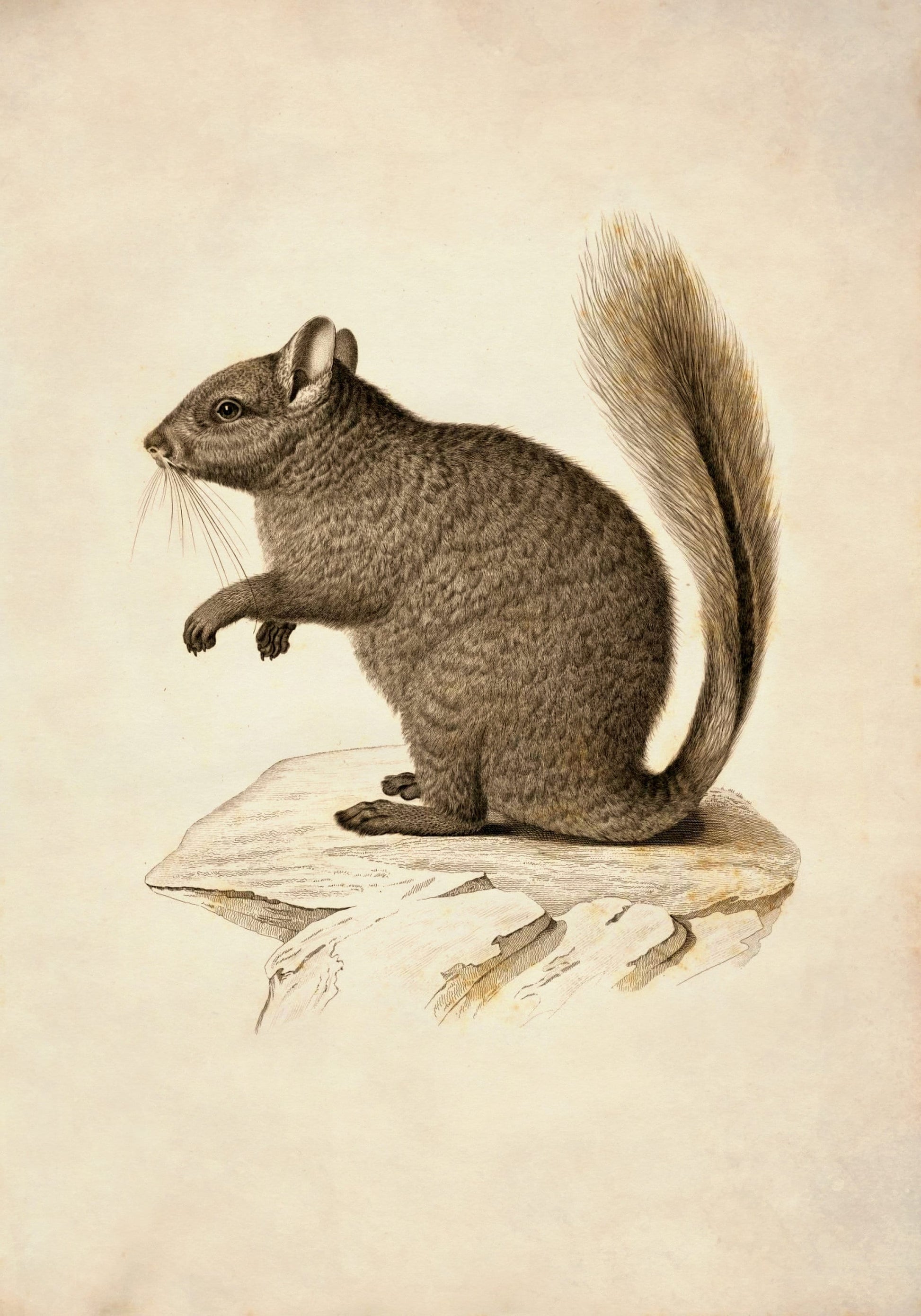 Viscacha Print – antique art print from Ninska Designs