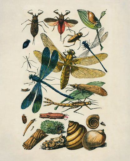 Entomology Print – antique art print from Ninska Designs