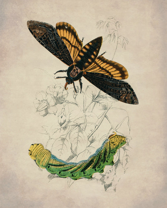 Death's Head Hawkmoth and Caterpillar Print – antique art print from Ninska Designs