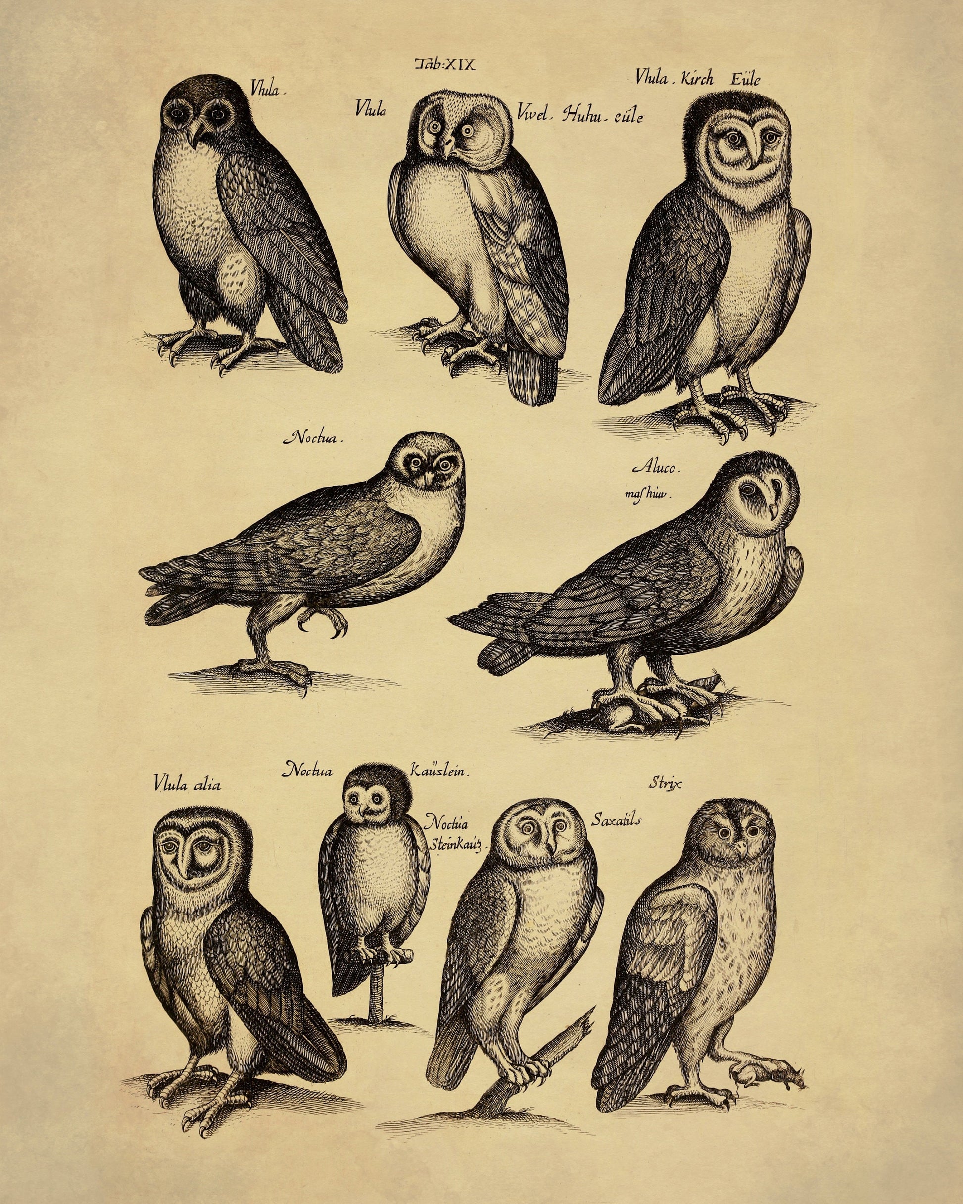 Owls Print dated 1650 – antique art print from Ninska Designs