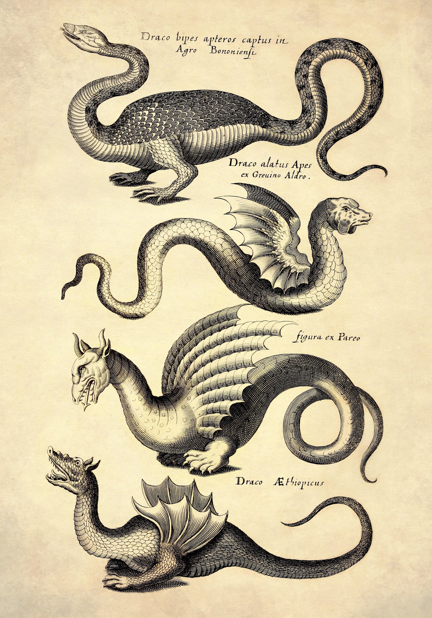 Dragons Print dated 1650 – antique art print from Ninska Designs