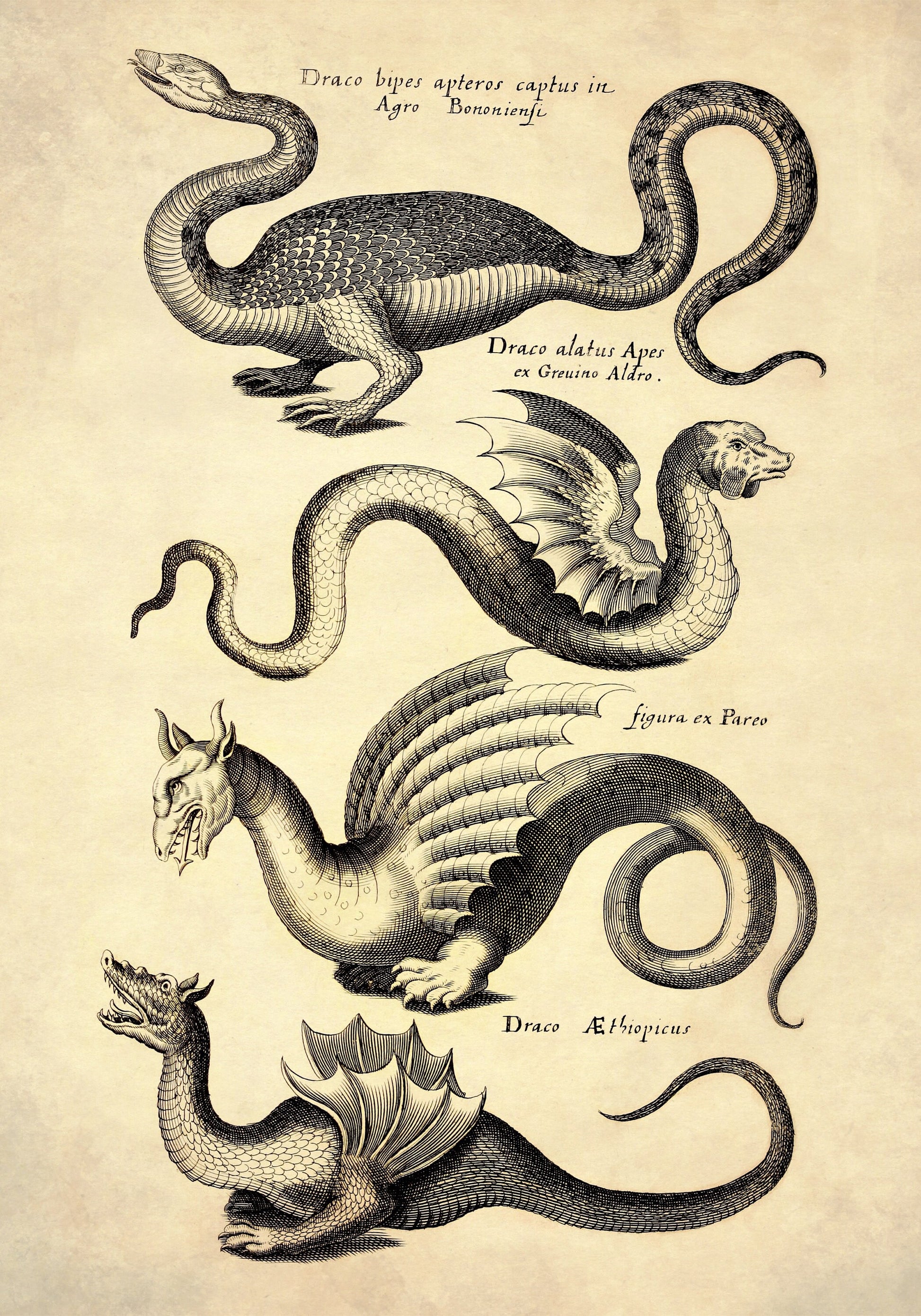 Dragons Print dated 1650 – antique art print from Ninska Designs