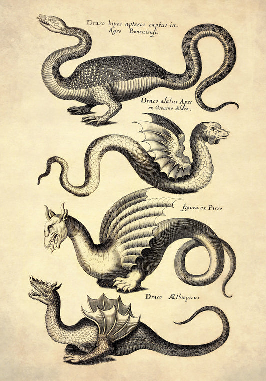 Dragons Print dated 1650 – antique art print from Ninska Designs