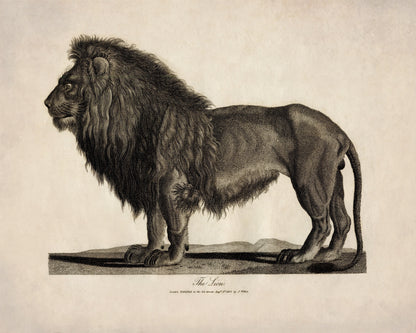 Lion 1805 – antique art print from Ninska Designs