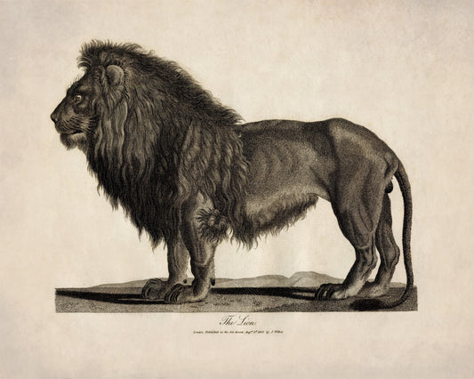 Lion 1805 – antique art print from Ninska Designs