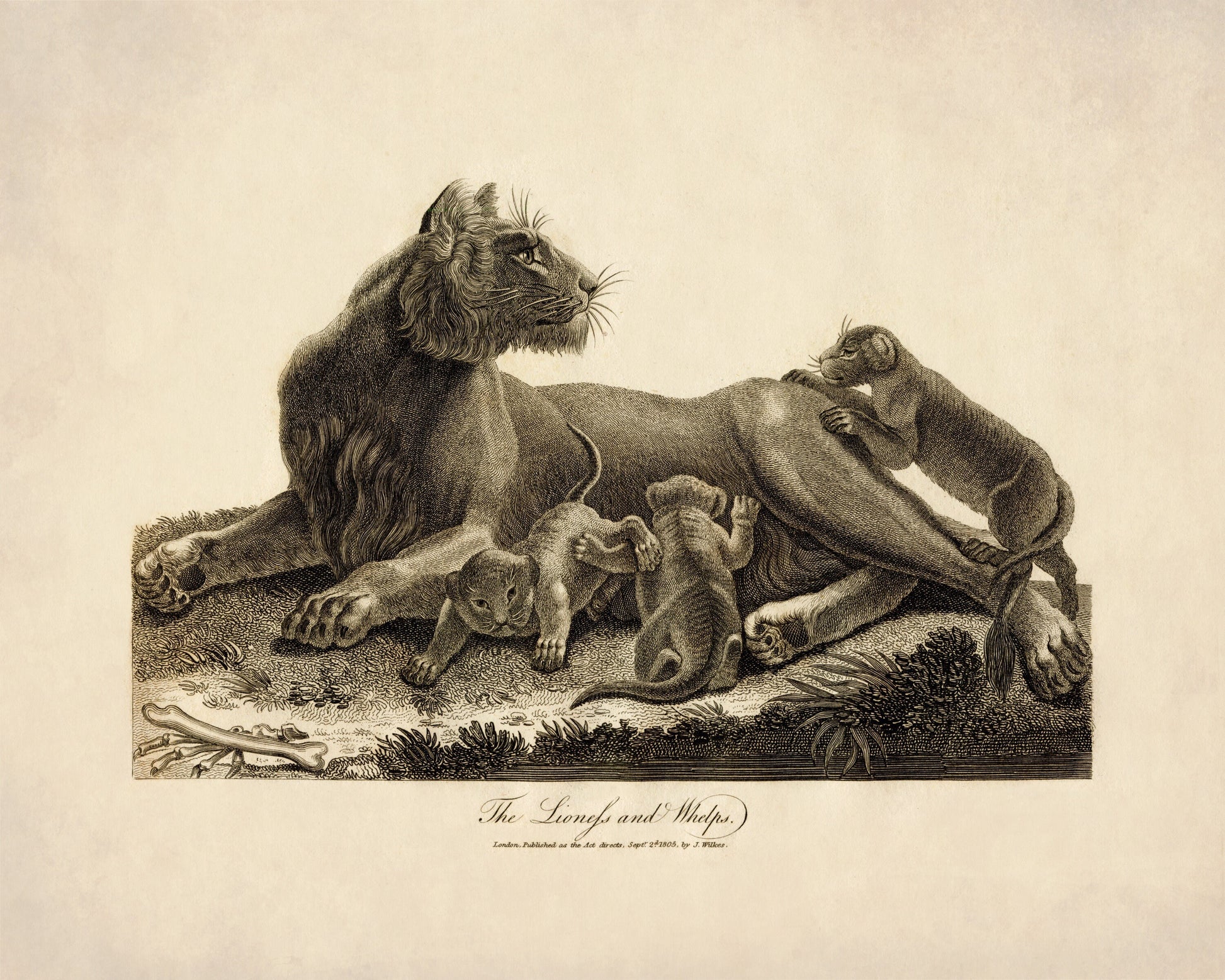 Lioness and Whelps – antique art print from Ninska Designs