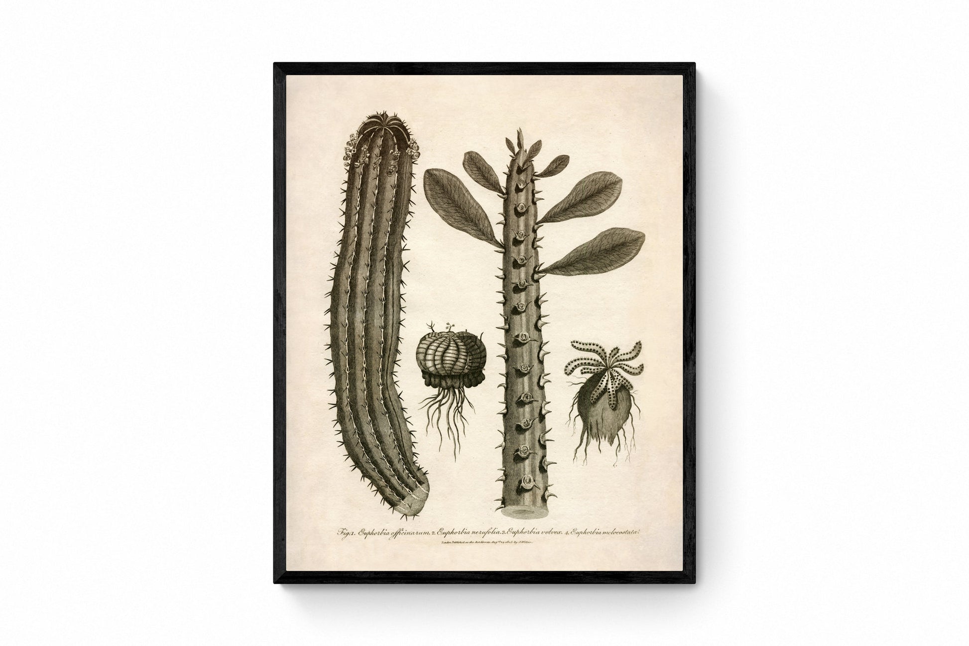 Euphorbia Species - Antique Reproduction - dated 1805 - Spurge - Available Framed