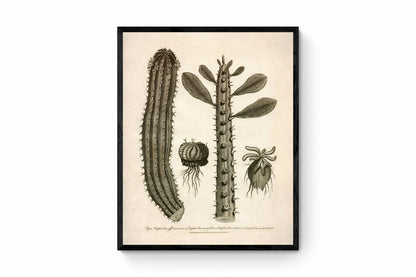 Euphorbia Species - Antique Reproduction - dated 1805 - Spurge - Available Framed