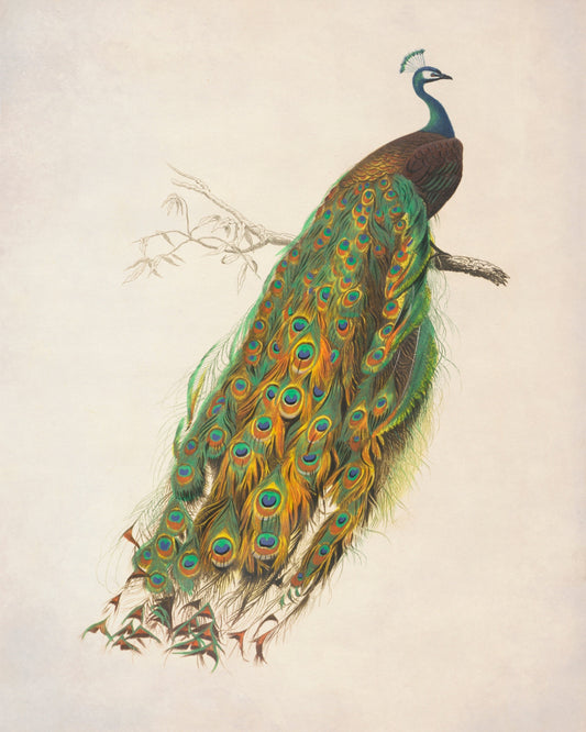 Indian Peafowl – antique art print from Ninska Designs