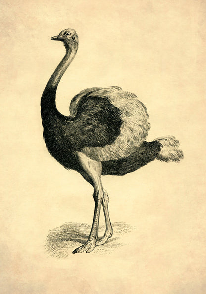 Ostrich 1891 – antique art print from Ninska Designs