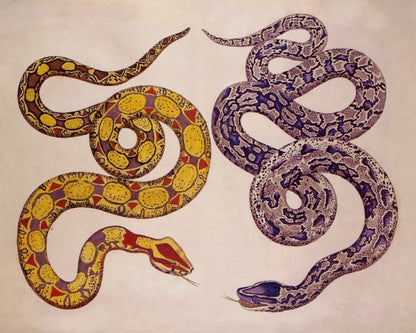 Snakes – antique art print from Ninska Designs