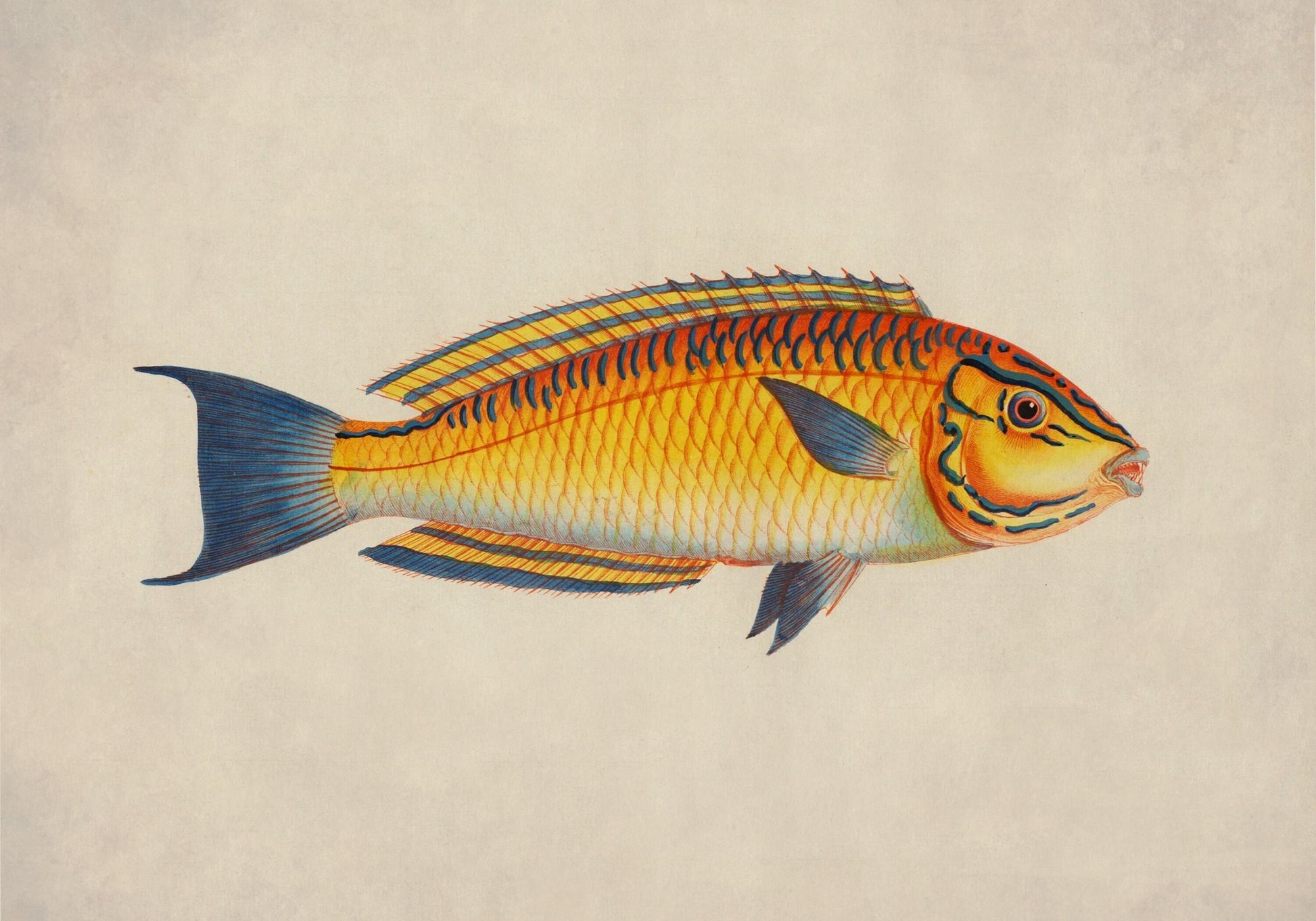 Brazilian Wrasse – antique art print from Ninska Designs